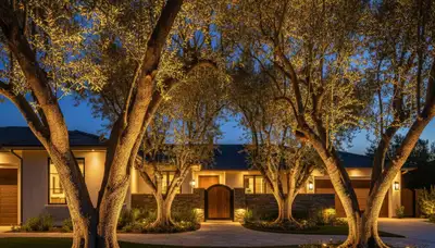 Dramatic tree uplighting by Chop Chop Landscaping in Escondido, CA highlighting evening landscape design
