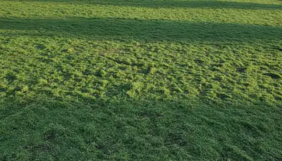 Fresh hydroseed application on prepared soil by Chop Chop Landscaping in Escondido, CA