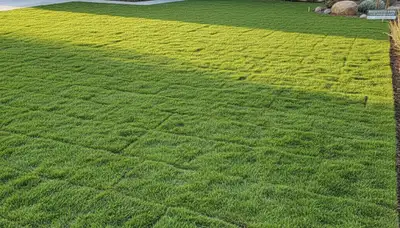 Freshly installed green sod lawn showing instant yard transformation in Escondido, CA landscaping project