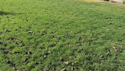 Healthy Escondido CA lawn recovering after professional aeration by Chop Chop Landscaping