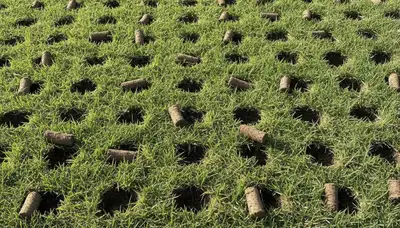 Close-up of soil core plugs from professional lawn aeration in Escondido, CA by Chop Chop Landscaping